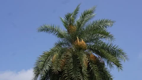 Date Palm Tree Stock-Footage 335209474