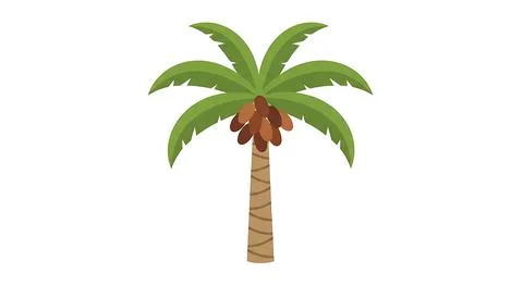 Date palm tree with fruit dates vector illustration isolated on white backg.. Stock Illustration