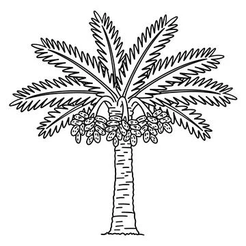 Date Palm Tree Fruit Plant Isolated Coloring Page Stock Illustration