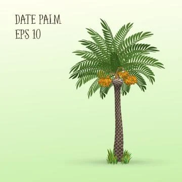 Date palm tree with fruits Stock Illustration