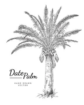 Date palm tree, hand drawn vector illustration in sketch style, isolated on Stock Illustration