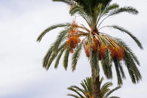 Date palm tree with hanging orange fruit clusters photographed against a cl.. Stock Photos