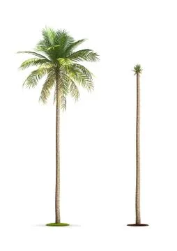 Date palm tree. Illustrazione stock