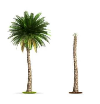 Date palm tree. Stock Illustration