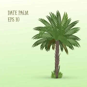 Date palm tree Stock Illustration