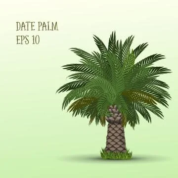 Date palm tree Stock Illustration