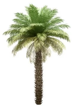 Date palm tree isolated on white background. 3d illustration Stock Illustration