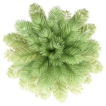 Date palm tree isolated on white background. top view. 3d illustration Stock Illustration
