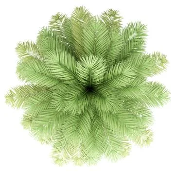 Date palm tree isolated on white background. top view. 3d illustration Stock Illustration