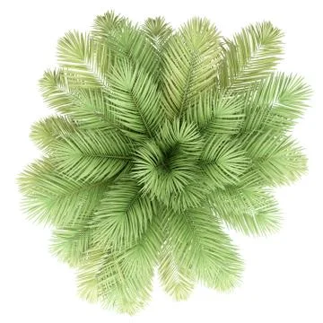 Date palm tree isolated on white background. 3d illustration Stock Illustration