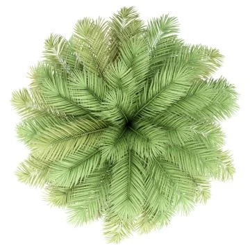 Date palm tree isolated on white background. top view. 3d illustration Stock Illustration