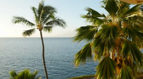 Date palm tree, Kaanapali Beach, Maui, Hawaii Stock Footage 47271588