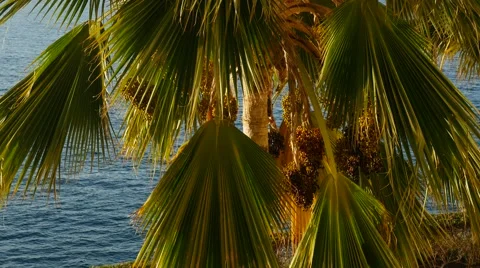 Date palm tree, Kaanapali Beach, Maui, Hawaii Stock Footage 47272581