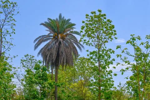 Date palm tree looking Awesome Among Another Trees on Blue Sky Background. Stock Photos