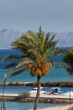 Date palm tree in Mallorca Stock Photos
