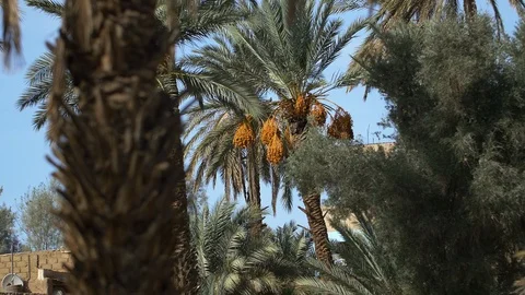 Date palm tree in Morocco Stockbeeldmateriaal 111200154