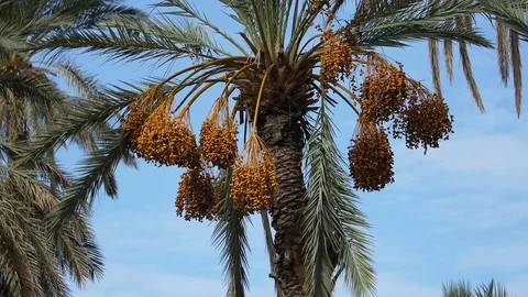 Date palm tree in Morocco Stockbeeldmateriaal 111200342