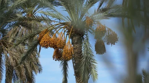 Date palm tree in Morocco Stockbeeldmateriaal 111200401