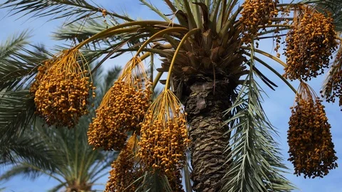 Date palm tree in Morocco Stockbeeldmateriaal 111200987