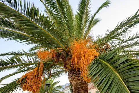 Date Palm Tree With Orange Fruit Clusters and Green Fronds Foto stock