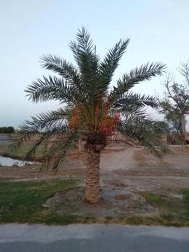 The date Palm tree in a park. Foto stock