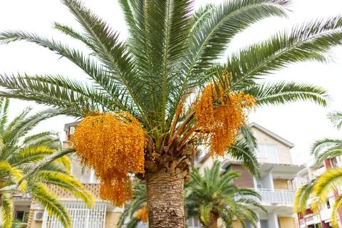 Date palm tree Phoenix dactylifera with ripening date fruits against blue sky Stock Photos