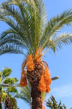 Date palm tree (Phoenix dactylifera) with ripening date fruits Stock Photos