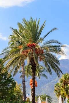 Date palm tree (Phoenix dactylifera) with ripening date fruits Stock Photos