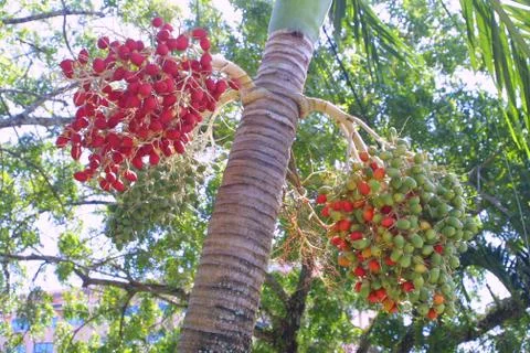 Date palm tree Stock Photos
