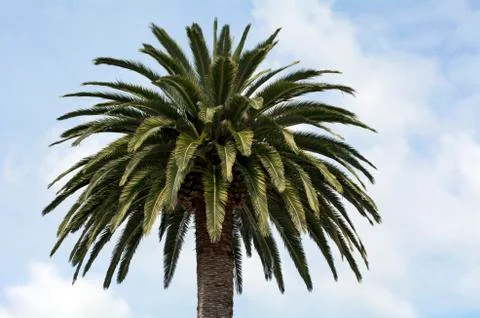 Date palm tree Stockfoto's