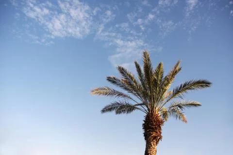Date palm tree Stock Photos