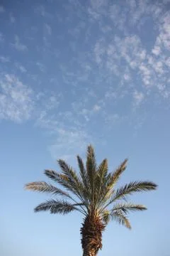 Date palm tree Stock Photos