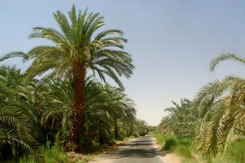 Date palm tree Foto stock