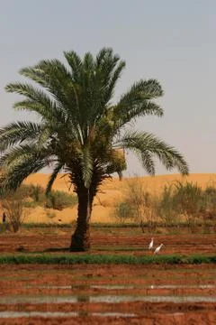 Date palm tree Stock Photos