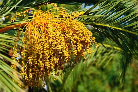 Date palm tree Stock Photos