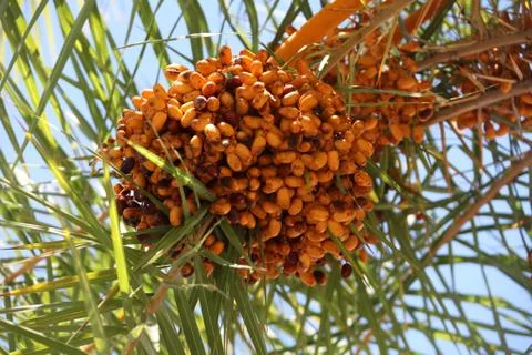 Date palm tree Stock Photos