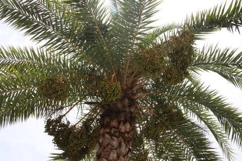 Date palm tree Stock Photos