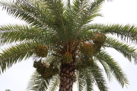 Date palm tree Stock Photos