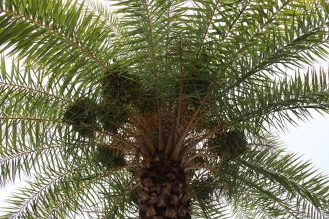Date palm tree Stock Photos