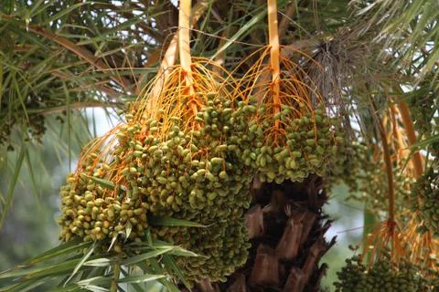 Date palm tree Stock Photos