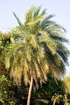 Date palm tree Stock Photos