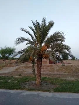 The date Palm tree. Foto stock