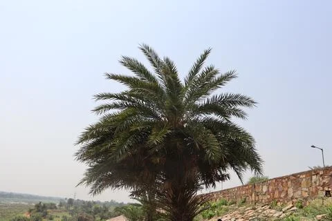 Date palm tree Stock Photos