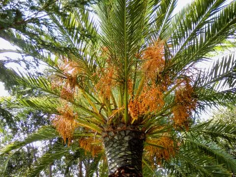 Date Palm Tree. Stock Photos