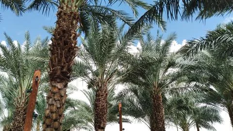 Date palm tree Stock Photos