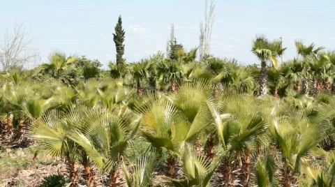 Date palm tree plantation Stock Footage