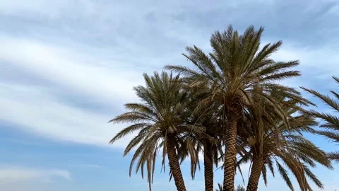 Date palm tree portrait blue sky in background white clouds green scenic 스톡 동영상 233989515