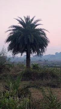 The date palm tree provides sweet and nutritious fruits. Stock Photos