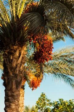 Date palm tree with red dates Stock Photos