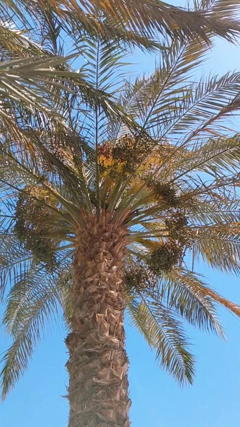 Date palm tree with ripe dates against clear blue sky on sunny day Stock Footage 337538793